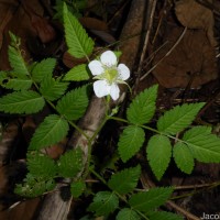 Rubus rosifolius Sm.